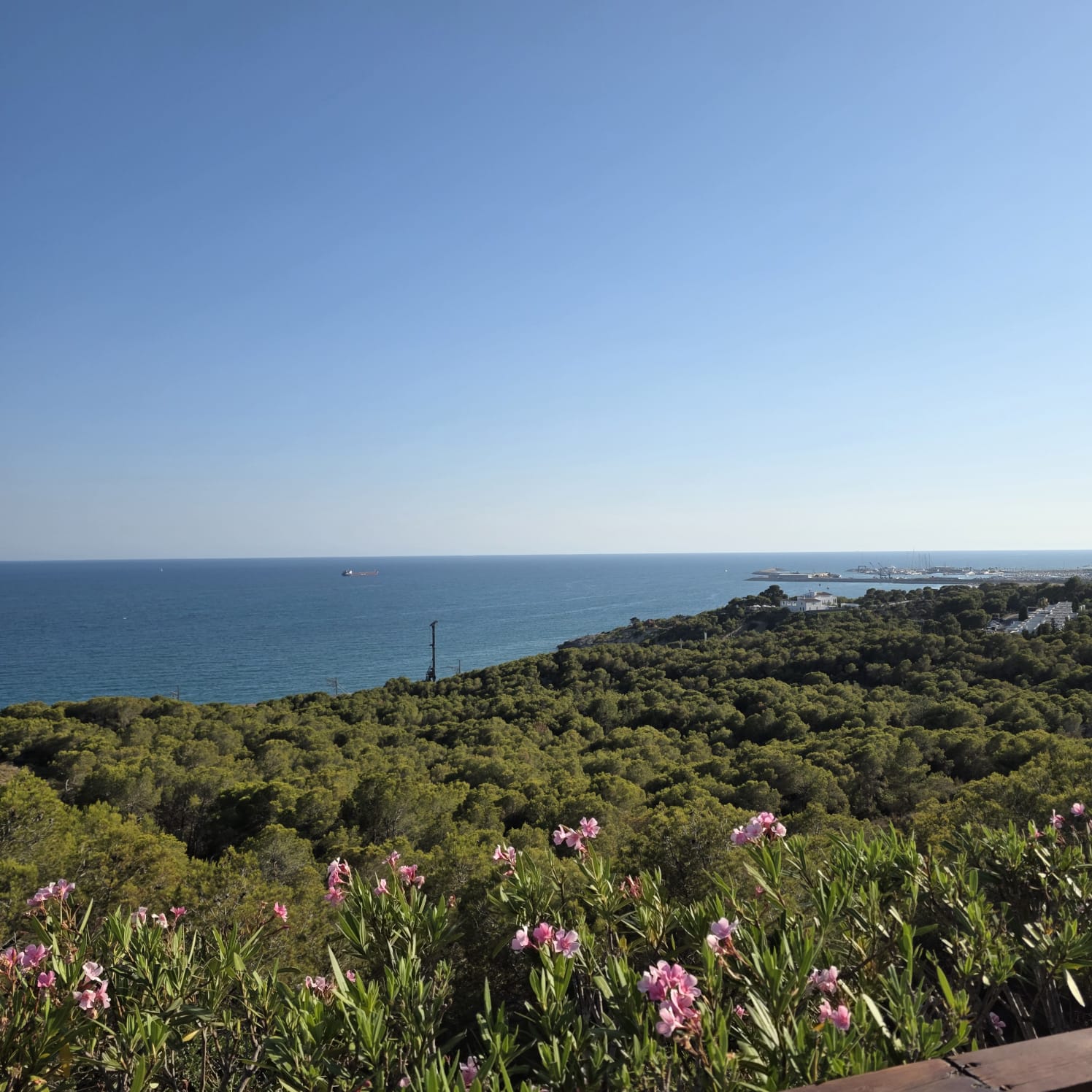 Vista del litoral mediterráneo desde Barcelona, con pinos, flores de adelfa y el mar al fondo